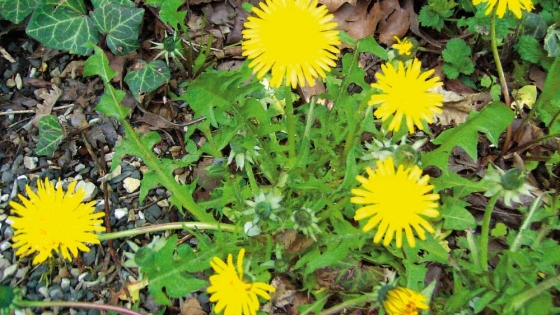 El “yuyo” que conquista el mundo: por qué el diente de león se convirtió en una de las verduras más nutritivas y versátiles