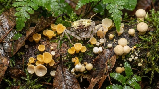 Araña amazónica sorprende al imitar hongo parásito