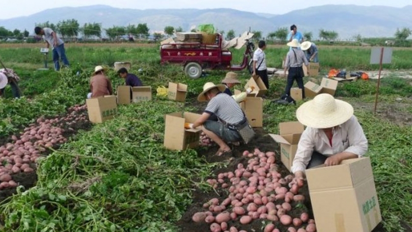 La labranza del suelo y el acolchado son clave para el cultivo de papa en China