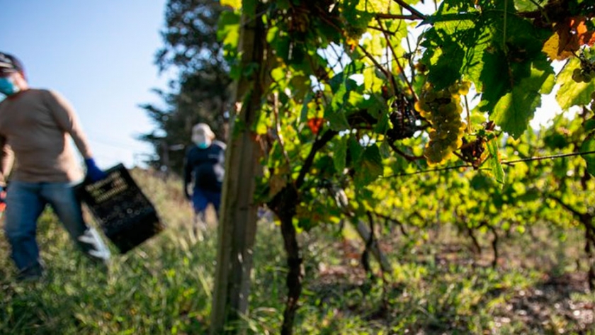 En un hecho histórico, viñateros mendocinos fijan precio para la uva a través de financiamiento