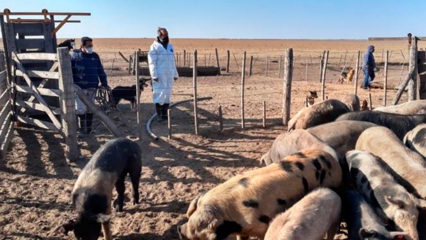 Triquinosis: acciones sanitarias en un establecimiento porcino de Río Cuarto