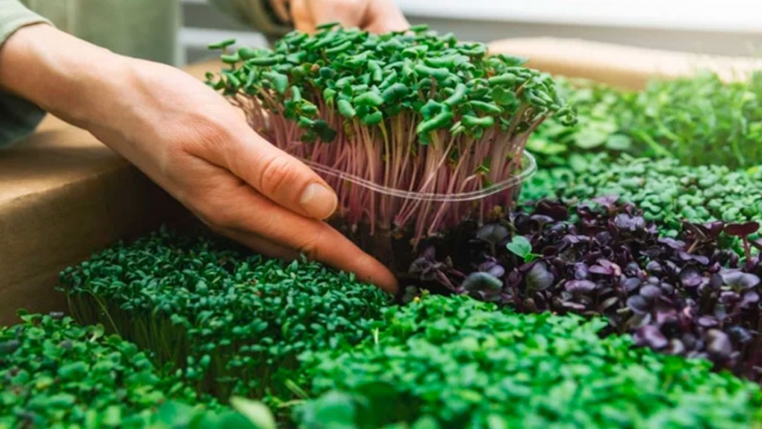 Microhortalizas: pequeñas, pero ricas y más nutritivas