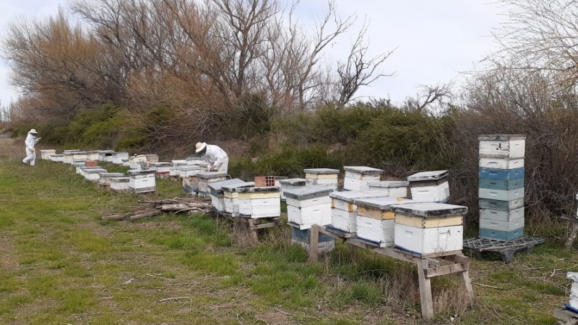 Inspecciones sanitarias en las colmenas del Valle Inferior del Río Chubut