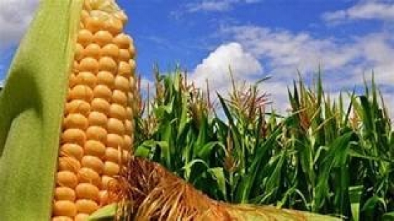 Los embarques de maíz de Argentina alcanzan su nivel más alto en cinco años