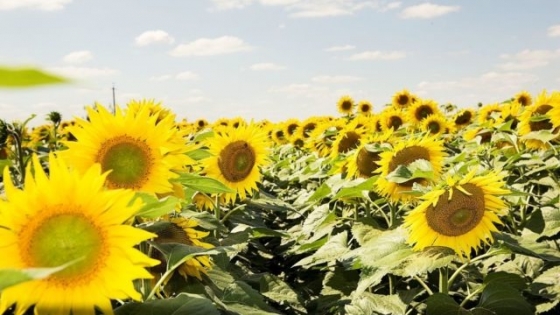 BASF lidera las redes de girasol con su nuevo híbrido InSun 2277 CL