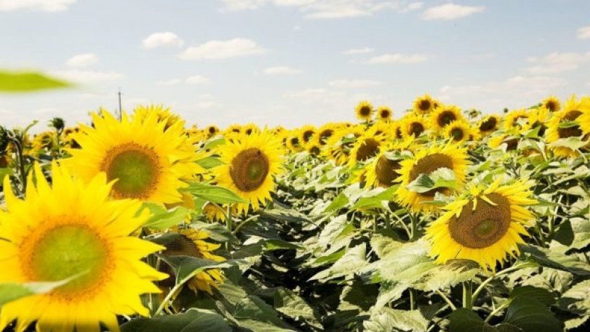 BASF lidera las redes de girasol con su nuevo híbrido InSun 2277 CL