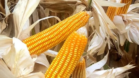 Perú revoluciona la producción de maíz con nueva variedad adaptada a su clima y suelo