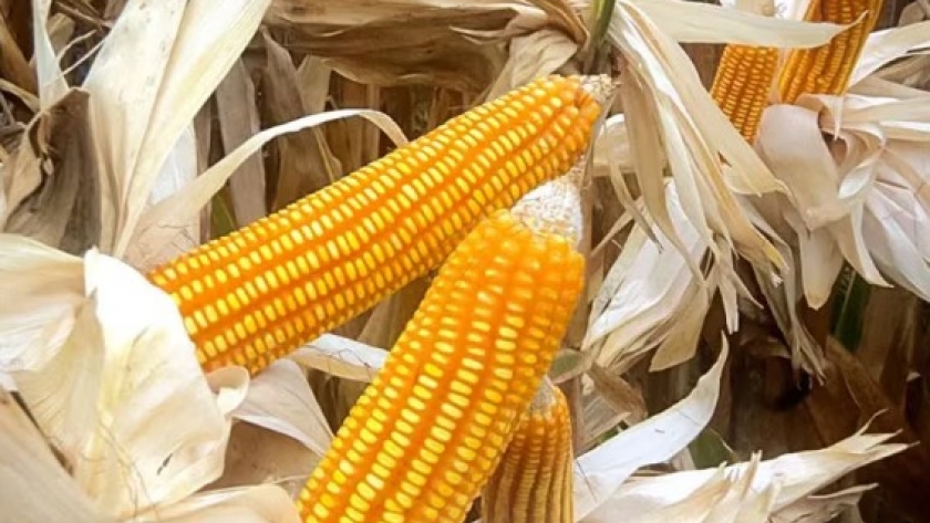 Perú revoluciona la producción de maíz con nueva variedad adaptada a su clima y suelo