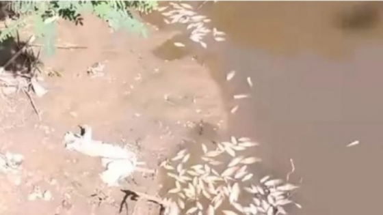 Detectaron la mortandad de cientos de peces en un arroyo correntino