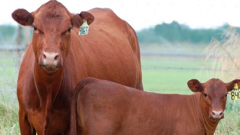 Científicos usan Crispr para modificar genéticamente vacas y hacer que generen más carne