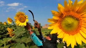 La demanda mundial sube los precios e impulsa el cultivo de girasol en la zona núcleo
