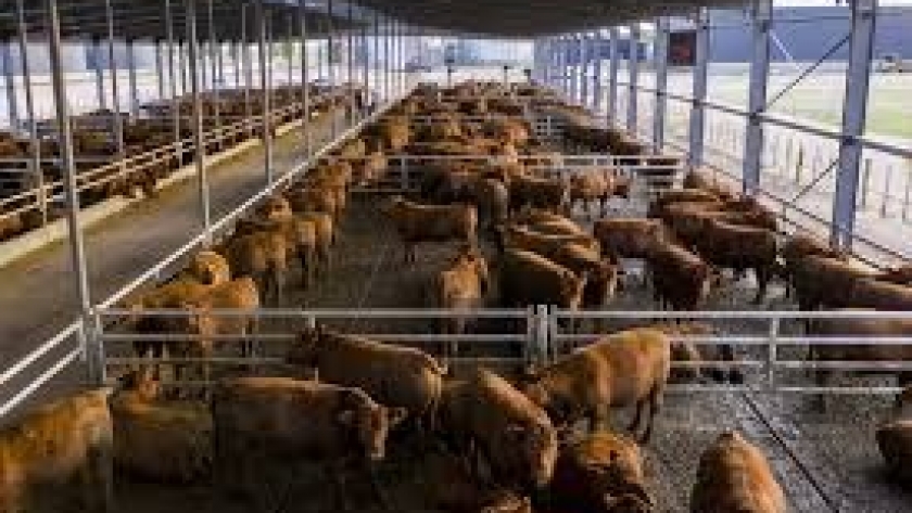 Se llenan los feedlots en Brasil