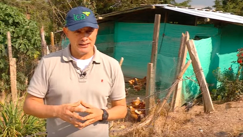 Galpón para gallinas ponedoras