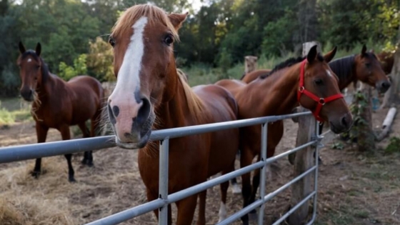 Crece la exportación de caballos vivos para consumo humano a Japón y activistas denuncian malas prácticas