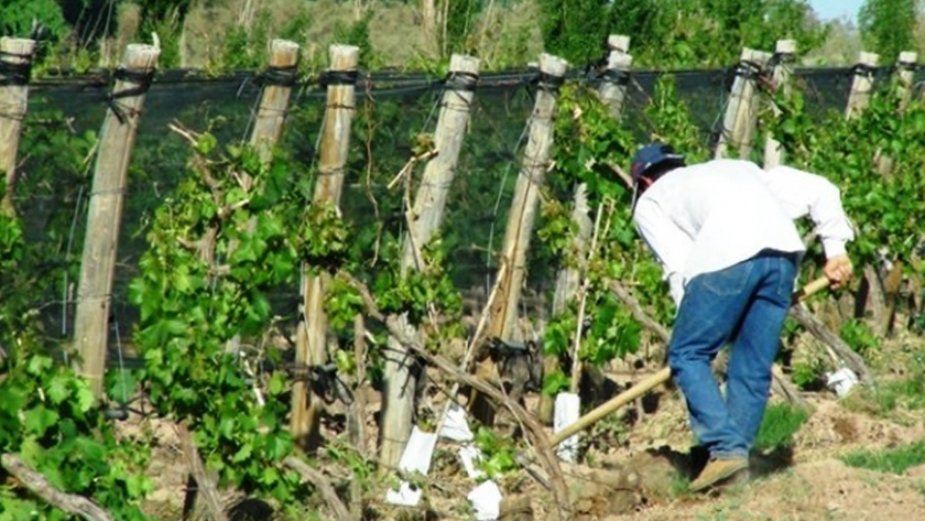 Seguro Agrícola: ya cobró el 90% de los productores asegurados
