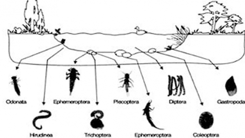 Invertebrados acuáticos como indicadores del estado ambiental del Río Negro