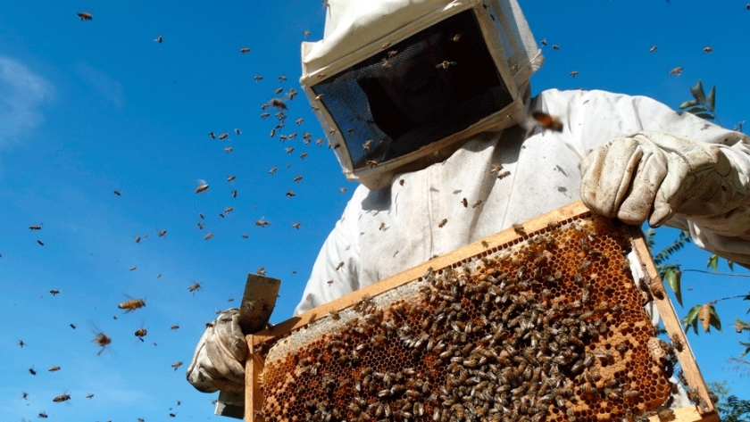 Abejas: producción primaria