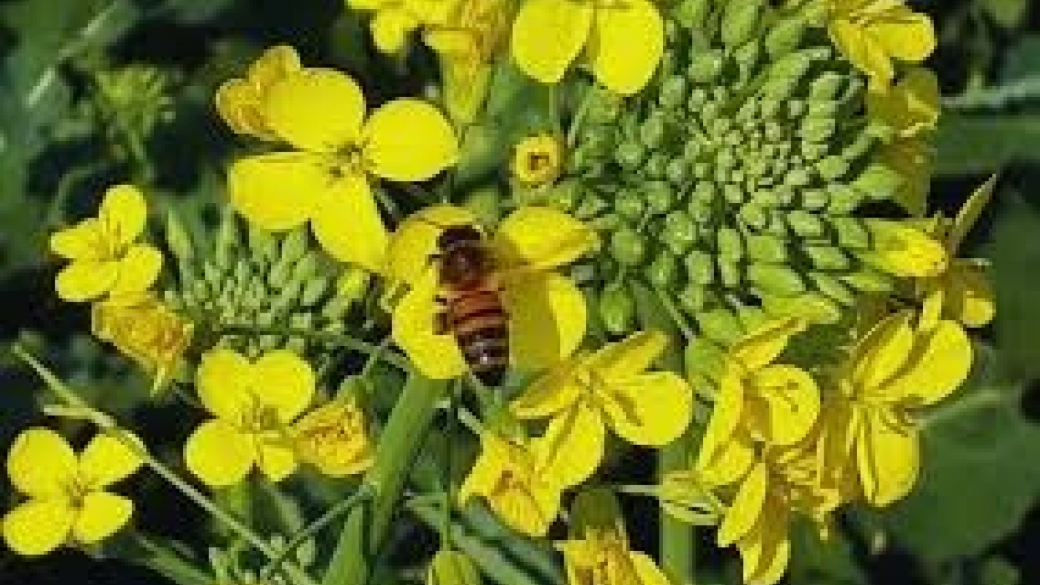 INTA lanza dos nuevas variedades de colza con alto rendimiento y resistencia a enfermedades