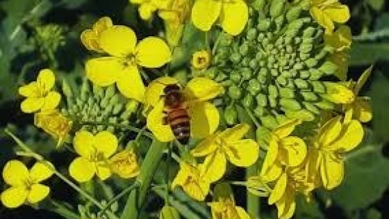 INTA lanza dos nuevas variedades de colza con alto rendimiento y resistencia a enfermedades