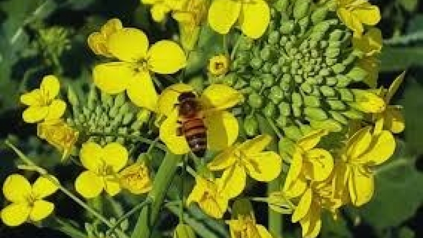 INTA lanza dos nuevas variedades de colza con alto rendimiento y resistencia a enfermedades