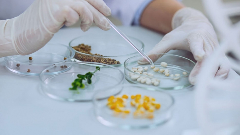 Las nuevas semillas dan vida a la agricultura del siglo XXI