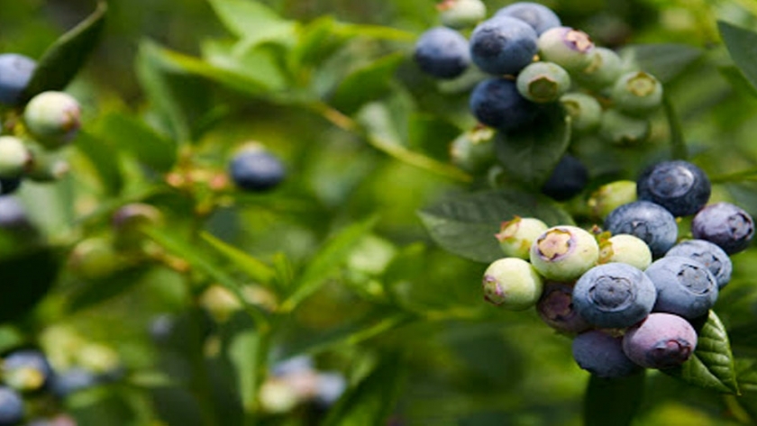 Dos nuevas firmas productoras de arándanos obtienen el sello de calidad Alimentos Argentinos, Una Elección Natural