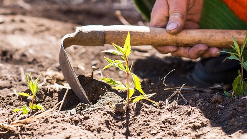 Las características de la agricultura orgánica peruana