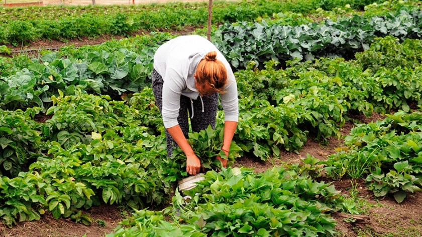 Cinco secretos para diseñar la huerta de otoño