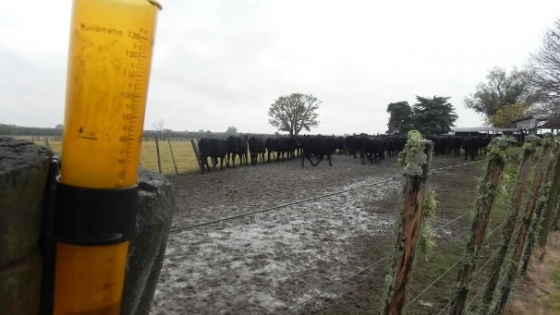 A pocos meses del fin de la sequía, el gobierno de Uruguay declaró la emergencia agropecuaria, ahora por exceso de lluvias