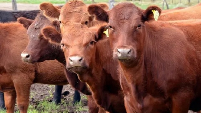 Con ferias, juras, remates y 500 animales: llega una nueva edición de la Expo Angus de Primavera