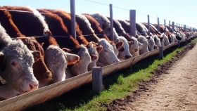 Feedlots: corrales vaciándose y una reposición cada vez más cara