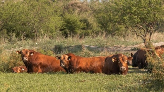 <Limangus: mejora la condición carnicera de hacienda en Corrientes