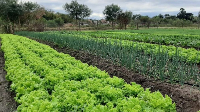 Desarrollo Social continúa capacitando a los productores