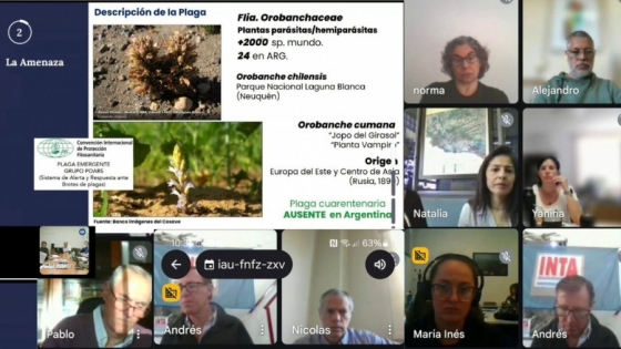 La Pampa se integró al plan nacional para prevenir la plaga del “Jopo del girasol”