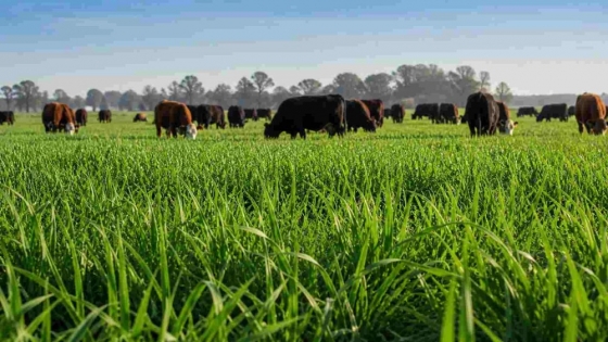 INTA lanzó tres nuevas variedades de raigrás para potenciar la producción ganadera