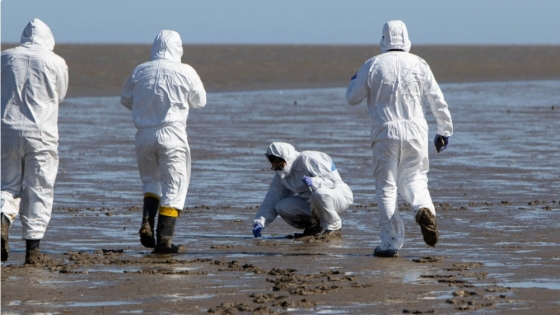 Influenza aviar: Se incorporan nuevas herramientas para detección temprana en aves silvestres