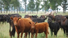 Cómo aprovechar los altos precios del ternero potenciando el pasto
