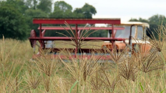 La Pampa impulsa una jornada técnica sobre recuperación de pasturas en Embajador Martini