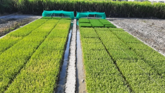 Colombia y EE.UU aprueban arroz editado genéticamente para resistir el tizón bacteriano