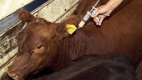 Avances en la asistencia sanitaria para el control de brucelosis bovina en rodeos familiares