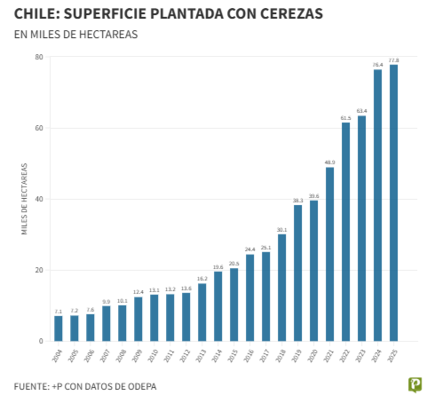 Exportaciones en ca&iacute;da: el desaf&iacute;o de la cereza chilena