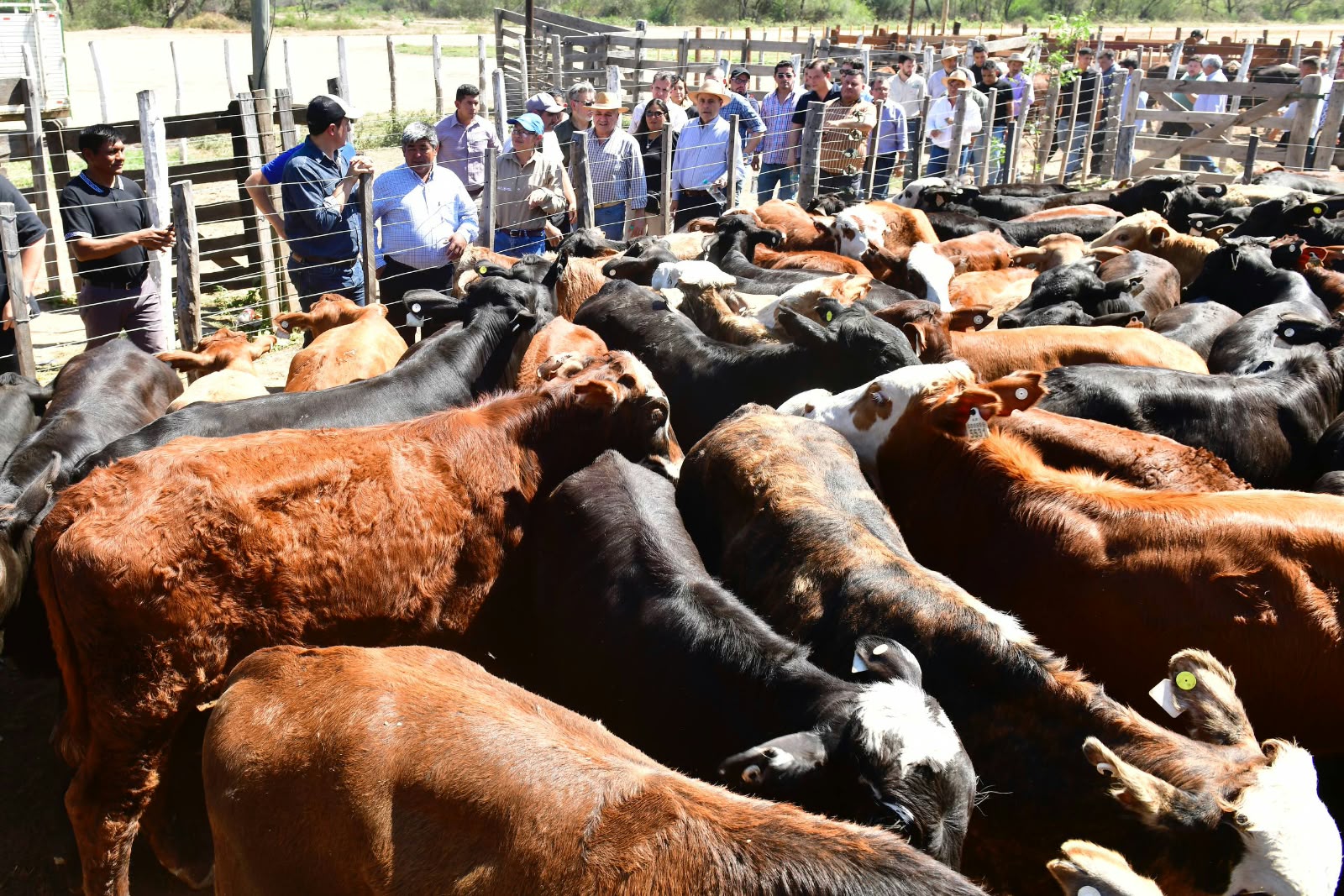 Peque&ntilde;os productores del oeste formose&ntilde;o rematar&aacute;n m&aacute;s de 450 cabezas de ganado con apoyo provincial