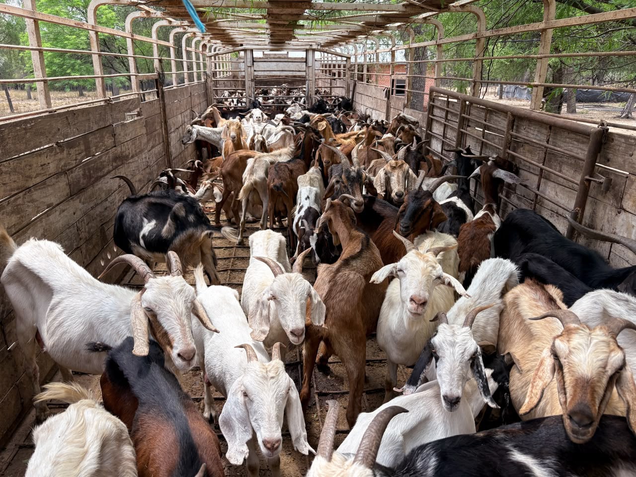 Chaco impulsa la exportación de carne caprina hacia Dubái