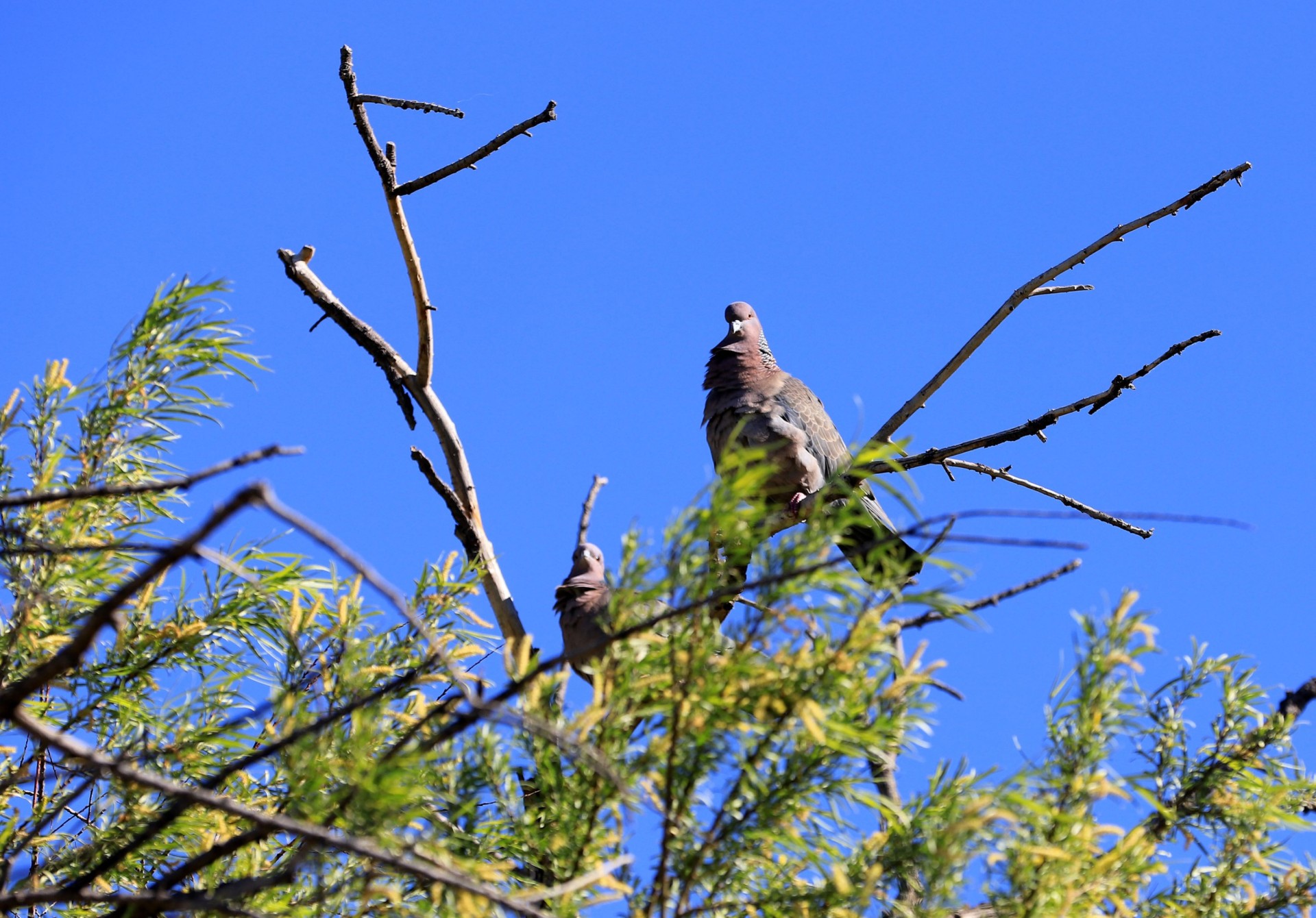 Se realiz&oacute; el lanzamiento de la Temporada de Observaci&oacute;n de Aves
