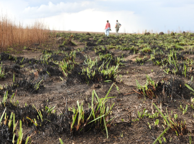 Restaurar la tierra para enfrentar la crisis de degradaci&oacute;n