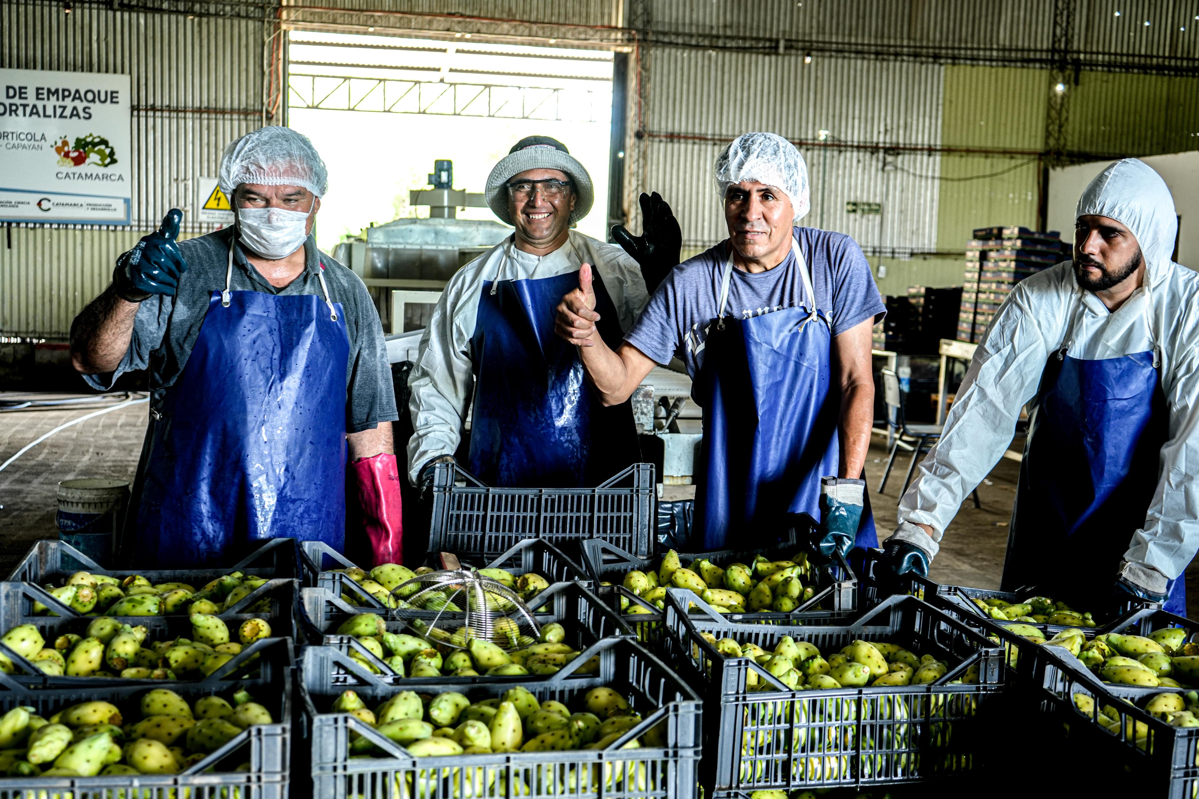 Catamarca convierte un ensayo productivo en un negocio exportador con destino Europeo