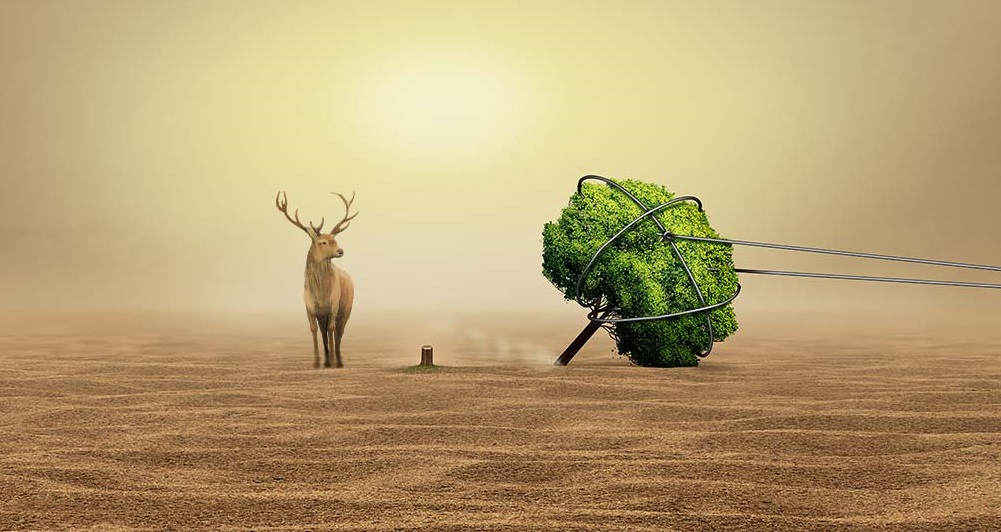 Deforestation today: a costly tomorrow