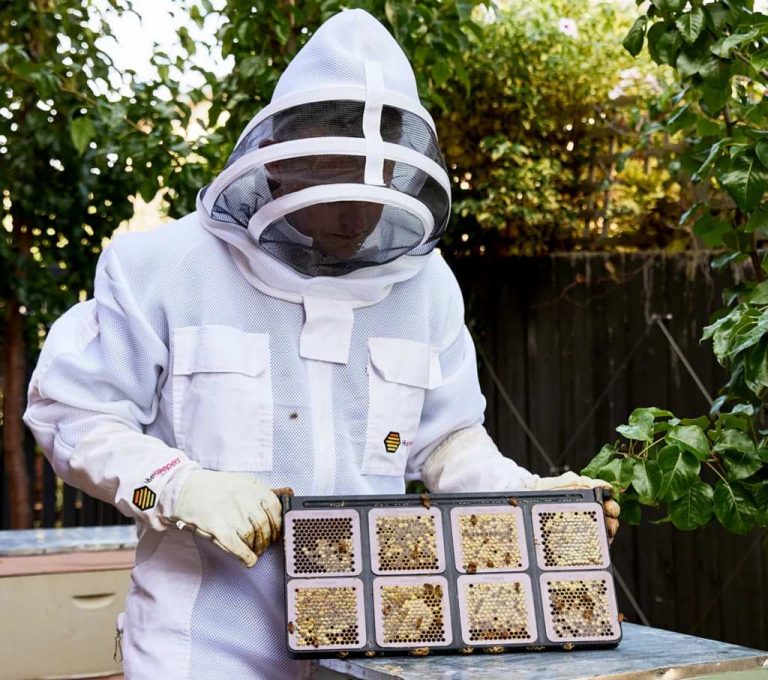Una nueva tecnología promete extraer miel en 20 segundos y cambiar la apicultura