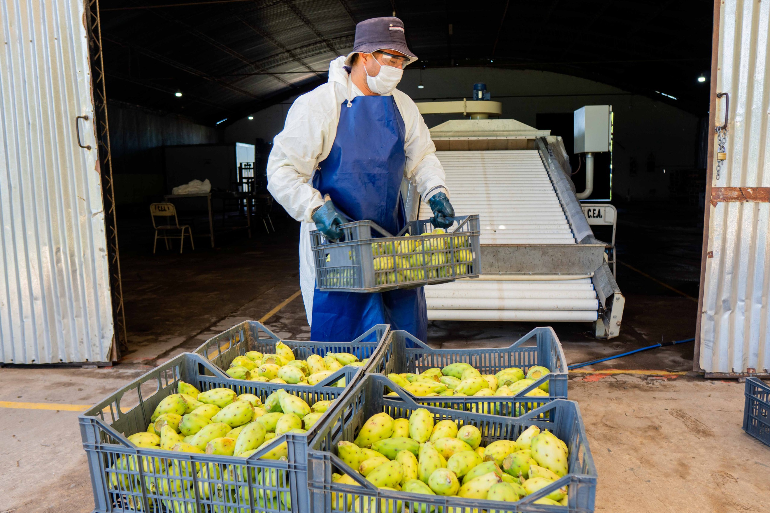 Catamarca convierte un ensayo productivo en un negocio exportador con destino Europeo