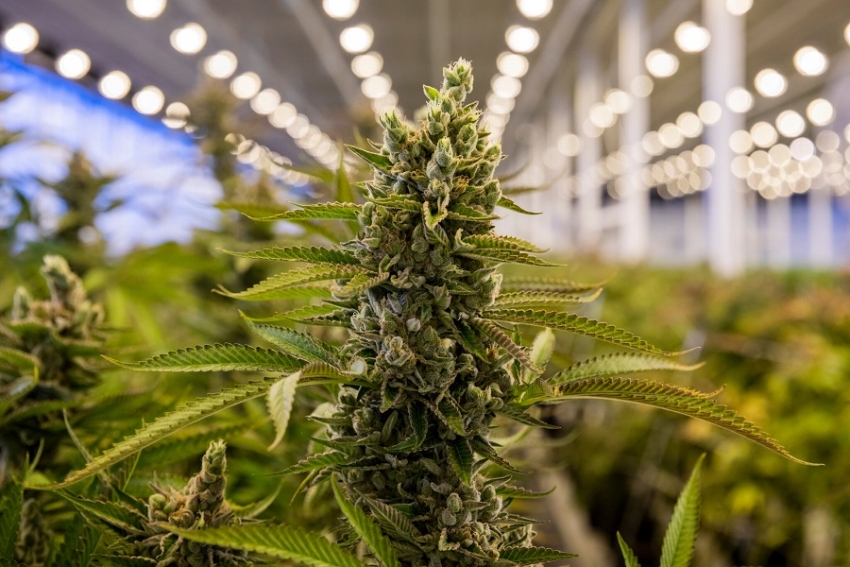 Cannabis: el proyecto del Ejecutivo obtuvo dictamen en Diputados